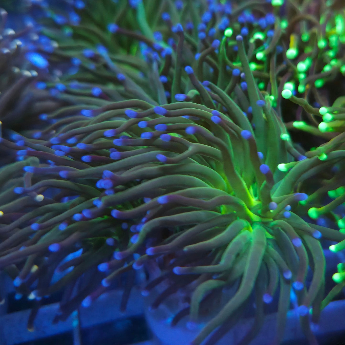 Blue Tip Torch