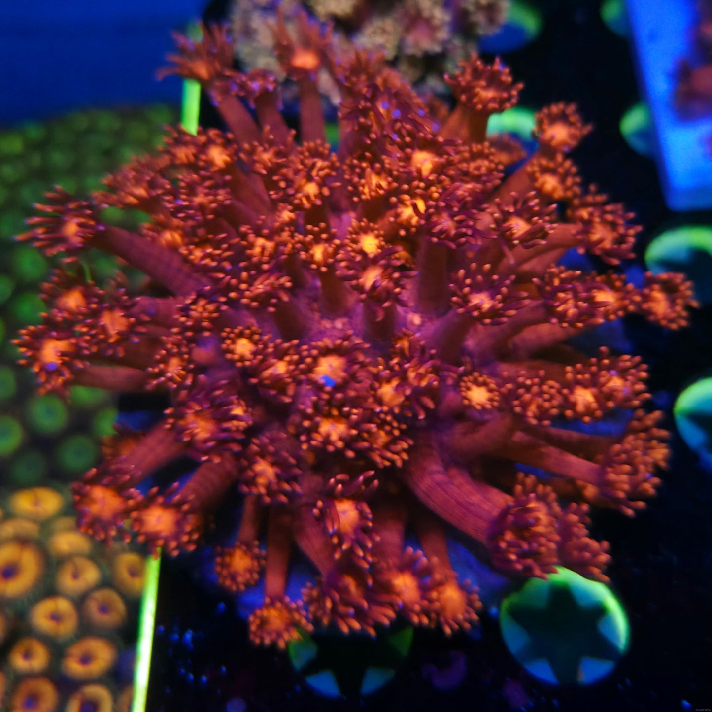 Ultra Red Goni