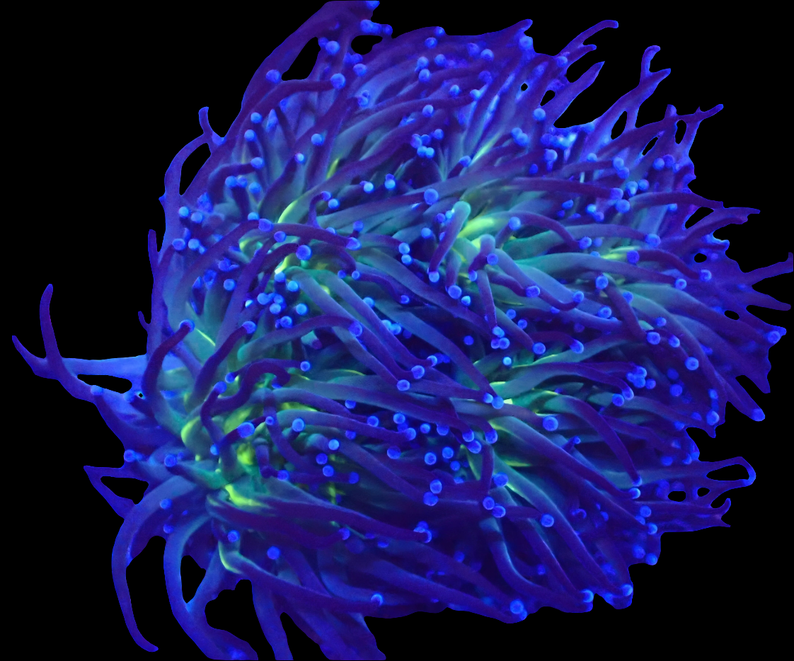 Blue Tip Torch
