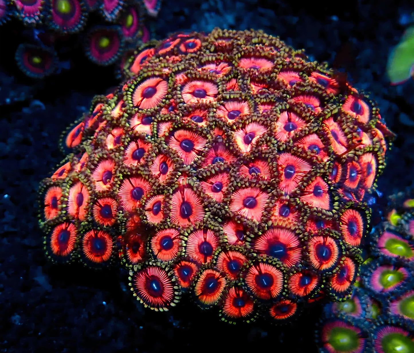 Zoa Rock (50+ polyps) WYSIWYG