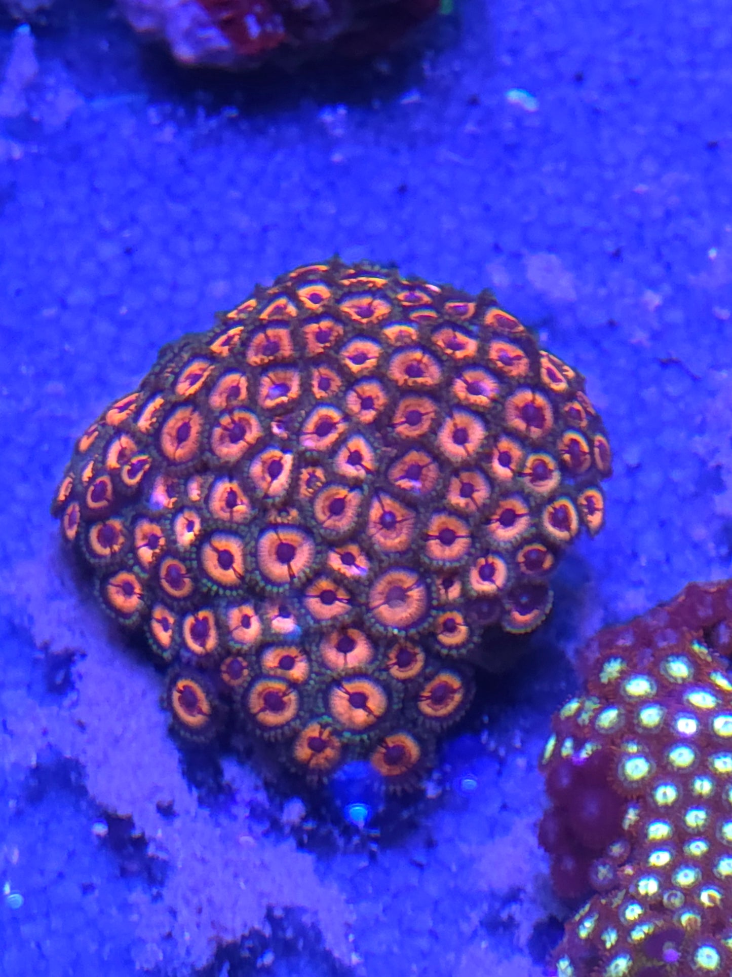 Zoa Rock (50+ polyps) WYSIWYG