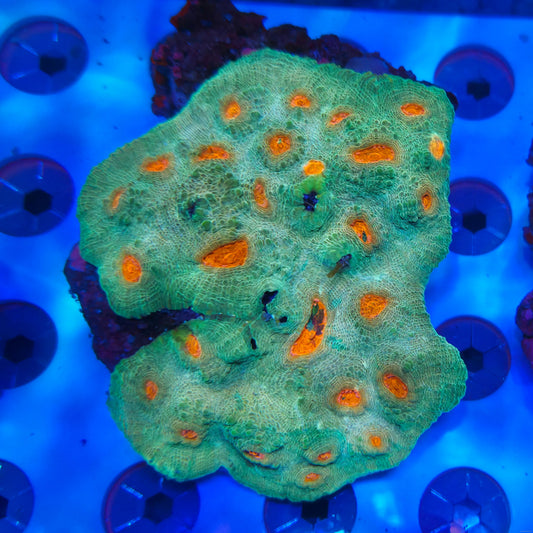 Chalice Coral