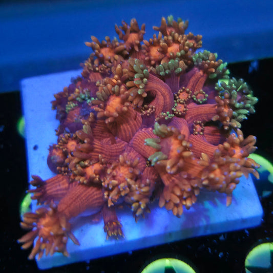 WYSIWYG Ultra Red Goni