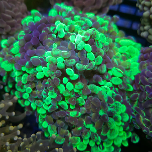 Splatter Hammer