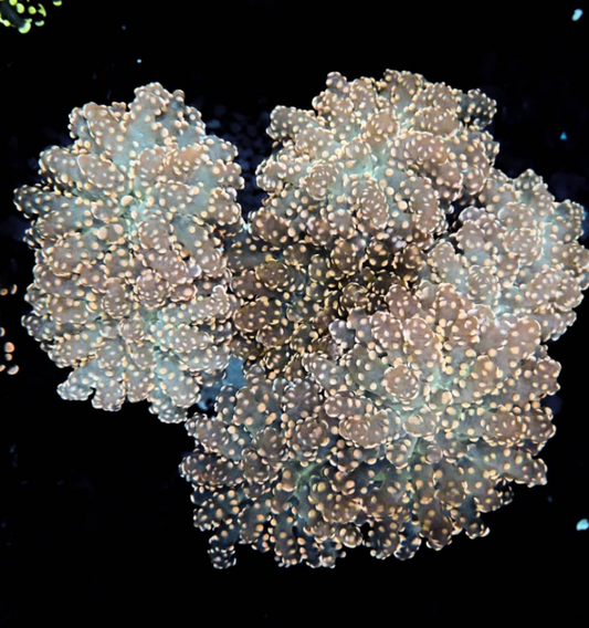 Euphyllia Yaeyamaensis Peach