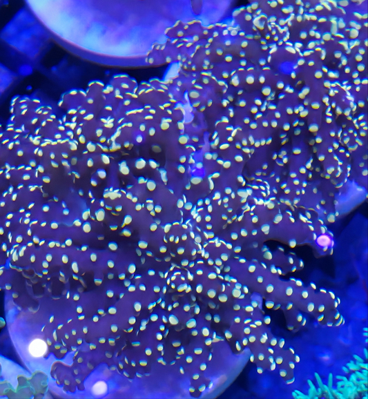 Orange Yaeyamaensis