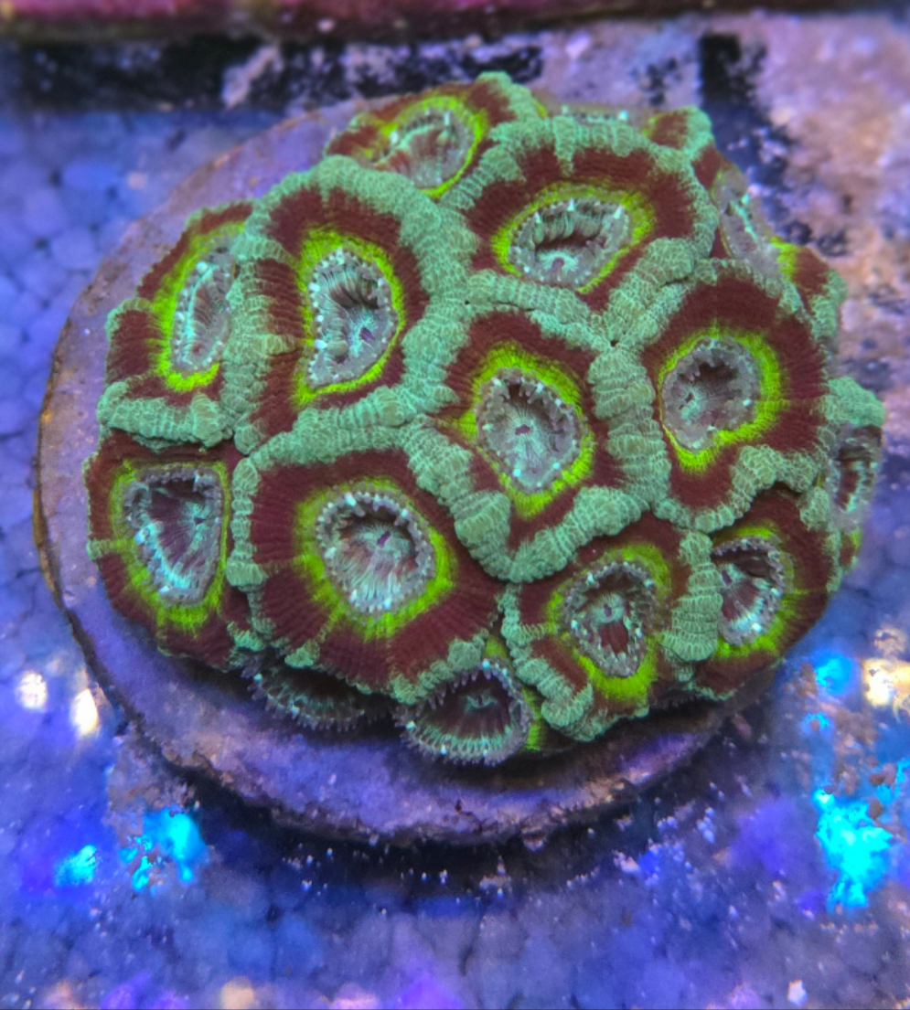 Acan Lord (WYSIWYG)