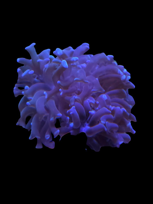 Blue Hammer (rare)