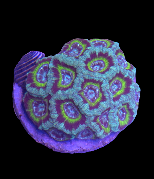 Acan Lord (WYSIWYG)