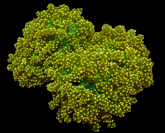 Yellow Yaeyamaensis RARE - dbl head