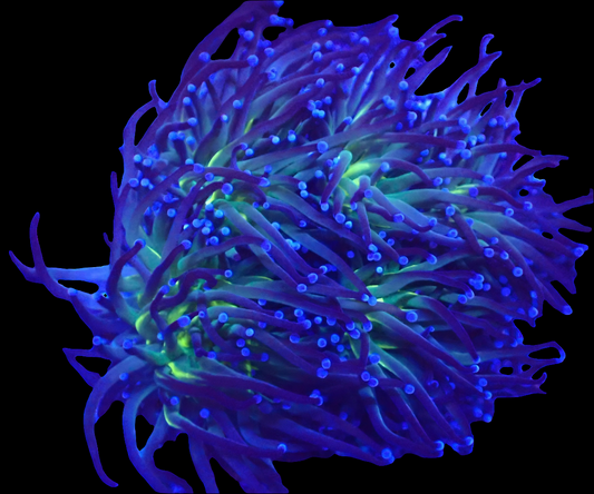 Blue Tip Torch