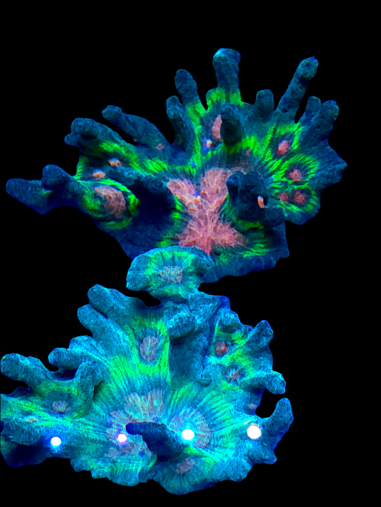 Peacock Pectinia Coral (Large)