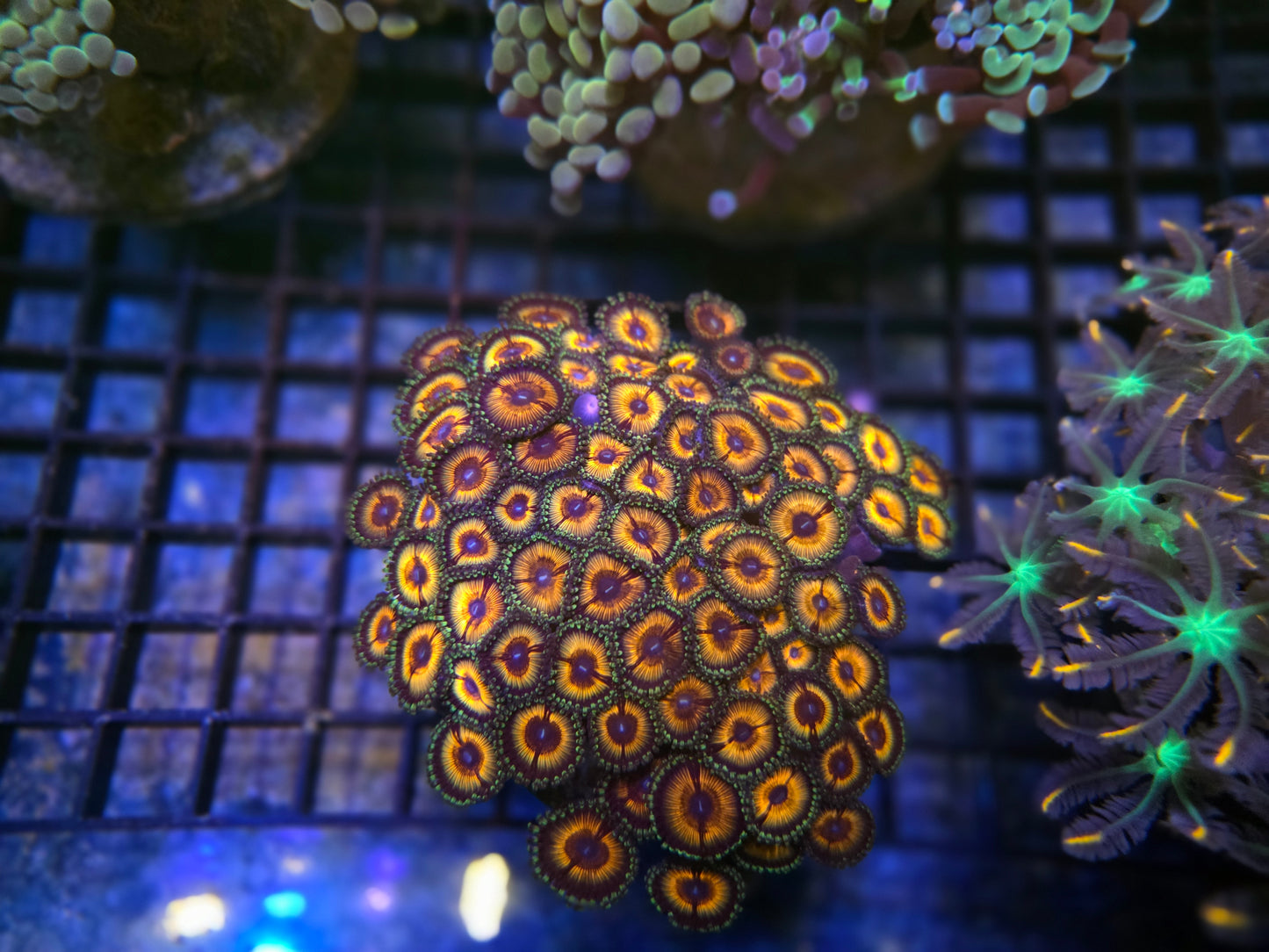 Zoa Rock (50+ polyps) WYSIWYG