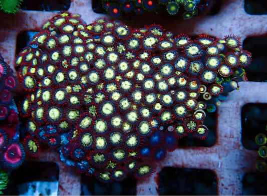 Zoa Rock (50+ polyps) WYSIWYG