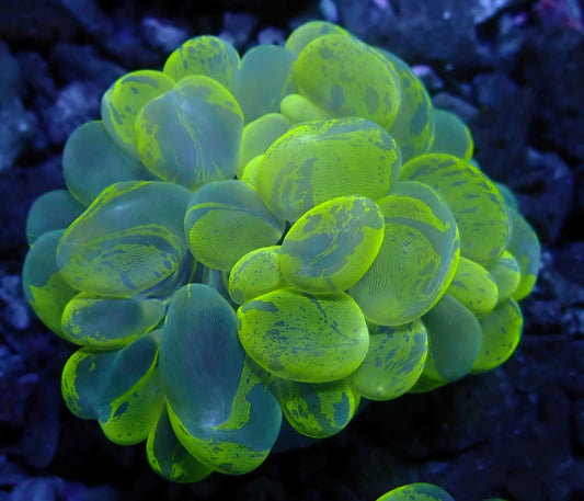 Splatter Bubble Coral