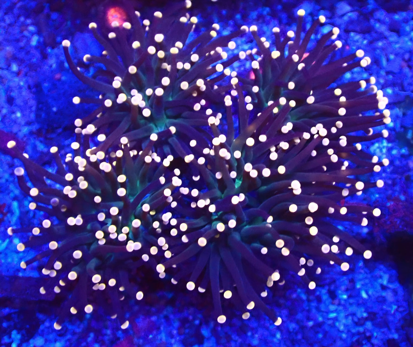 Pink Tip Torch