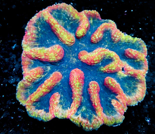 HUGE Symphyllia