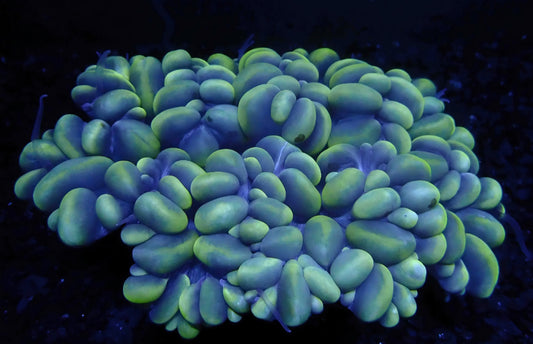 Cat Eye Bubble Coral - Large