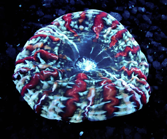 Ultra - Indophyllia WYSIWYG