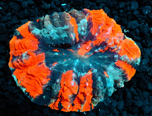 Acanthophyllia Rainbow WYSIWYG
