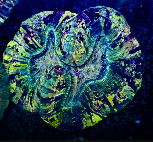 Ultra Trachyphyllia