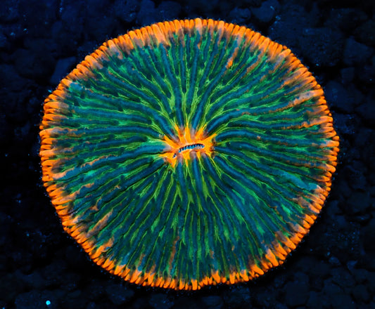 Rimmed Plate Coral