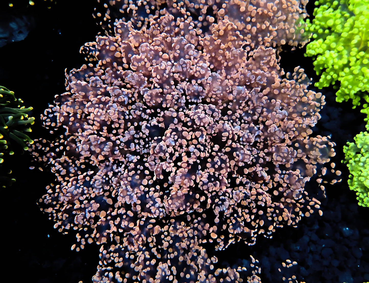 WYSIWYG -( Extra Fat Head) Pink Frogspawn