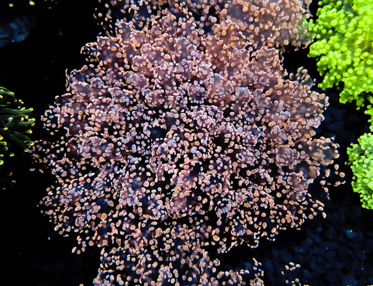 WYSIWYG -( Extra Fat Head) Pink Frogspawn