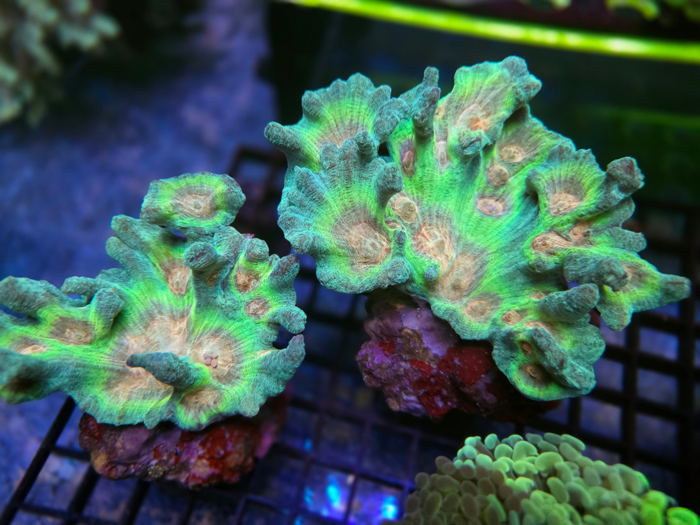 Peacock Pectinia Coral (Large)